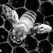 Black and white close up image of a bee